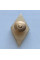 Знак Ромб ИГУГЗ